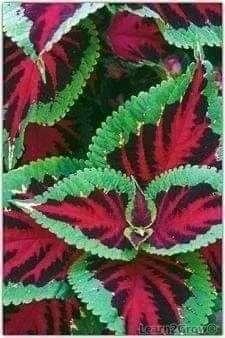 ❤️🌿 Introducing: Heartfelt Ruby Lavender Seeds! 🌿❤️