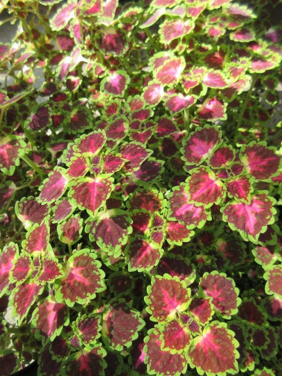 ❤️🌿 Introducing: Heartfelt Ruby Lavender Seeds! 🌿❤️