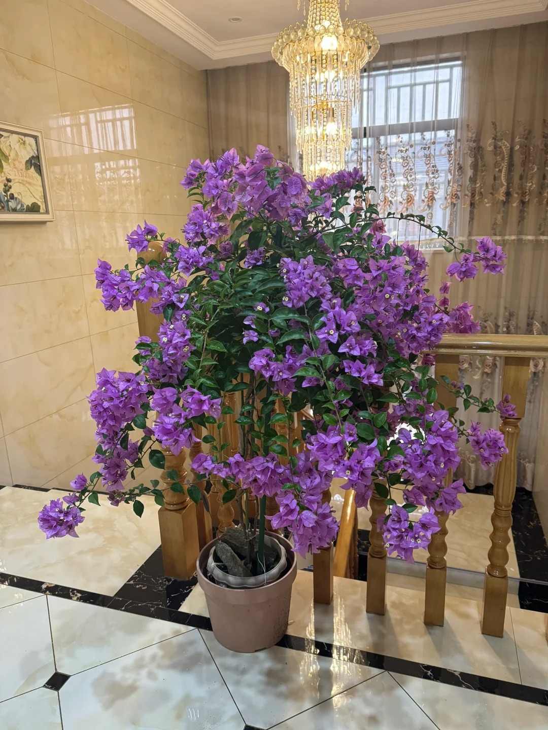 🪴💐Gartenpracht: Bunte Bougainvillea-Samen🌿