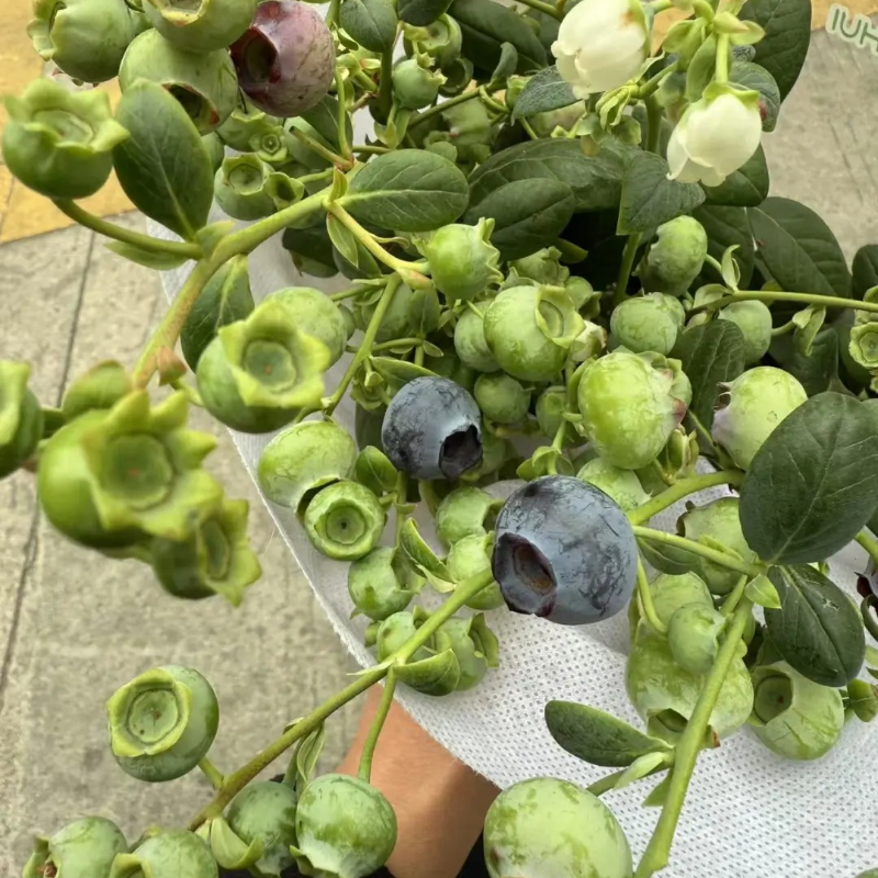 🫐Blueberry Seeds - Easy to grow, delicious and nutritious, cold resistant🌱