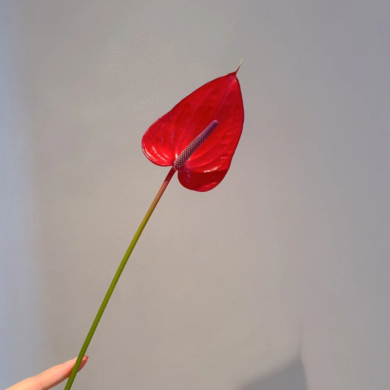 Anthurium Seeds🌱- Easy-Grow Tropical Blooms for Seniors | 🌸 Vibrant Red & Hearty Varieties