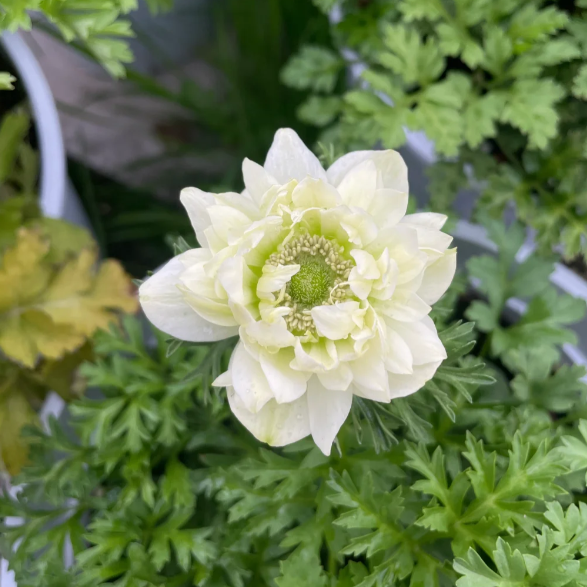 🌸 Double Anemone Seeds — Add Resilient Elegance to Your Garden!