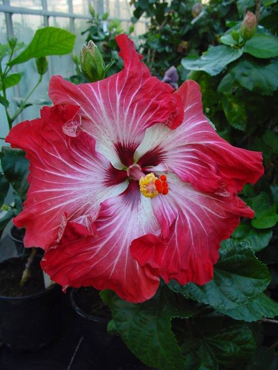 💟Dragon's Breath Hibiscus💞40%Discount