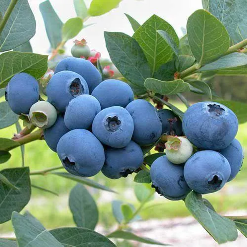 🫐Blueberry Seeds - Easy to grow, delicious and nutritious, cold resistant🌱