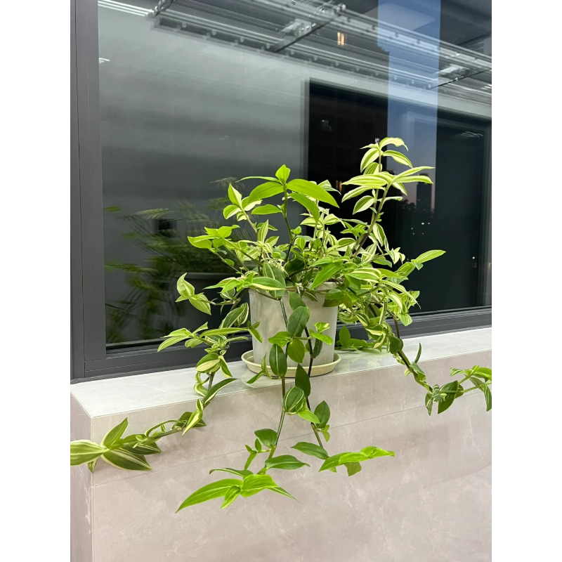 🍃 Green White Jade Chlorophytum Comosum - Air Purification And Easy Maintenance