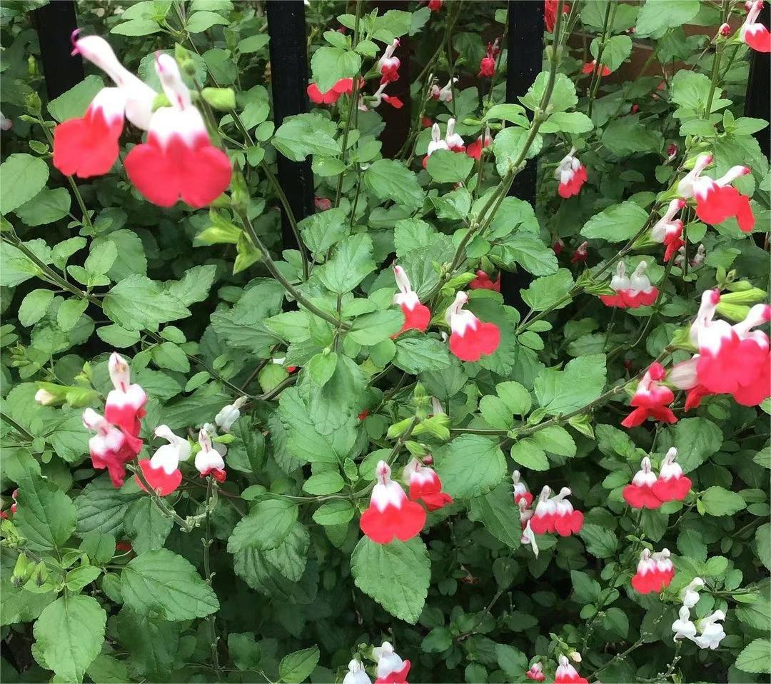 Cherry Lips Salvia "Hot Lips"
