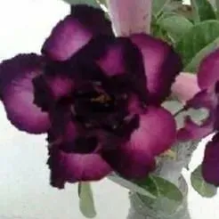 🌵🌹 Dive into Desert Beauty: Desert Rose Seeds for Your Tranquil Haven! 🏜️🌺