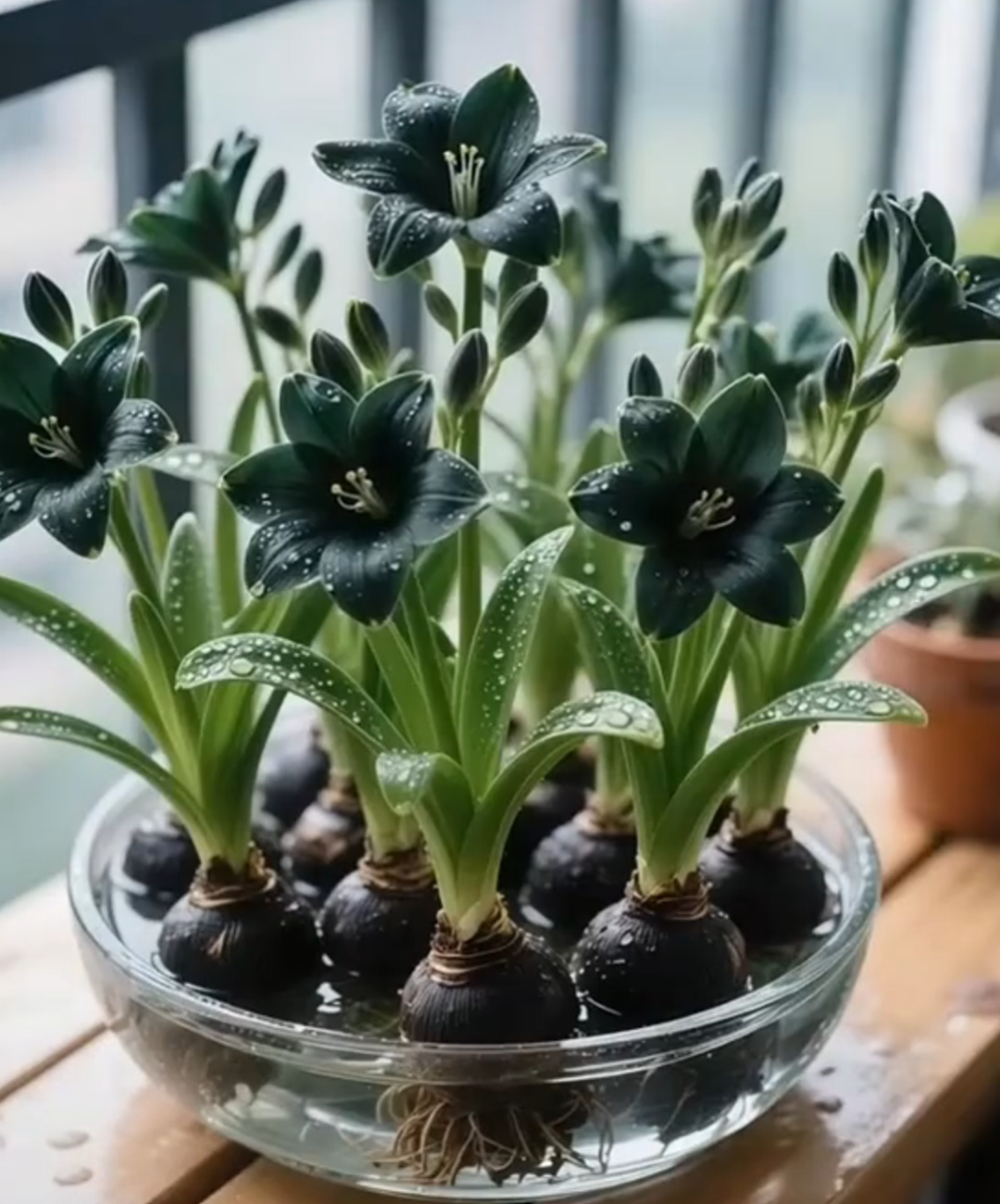 🌼 Narcissus Bulbs – Bring Home the Elegance of Spring