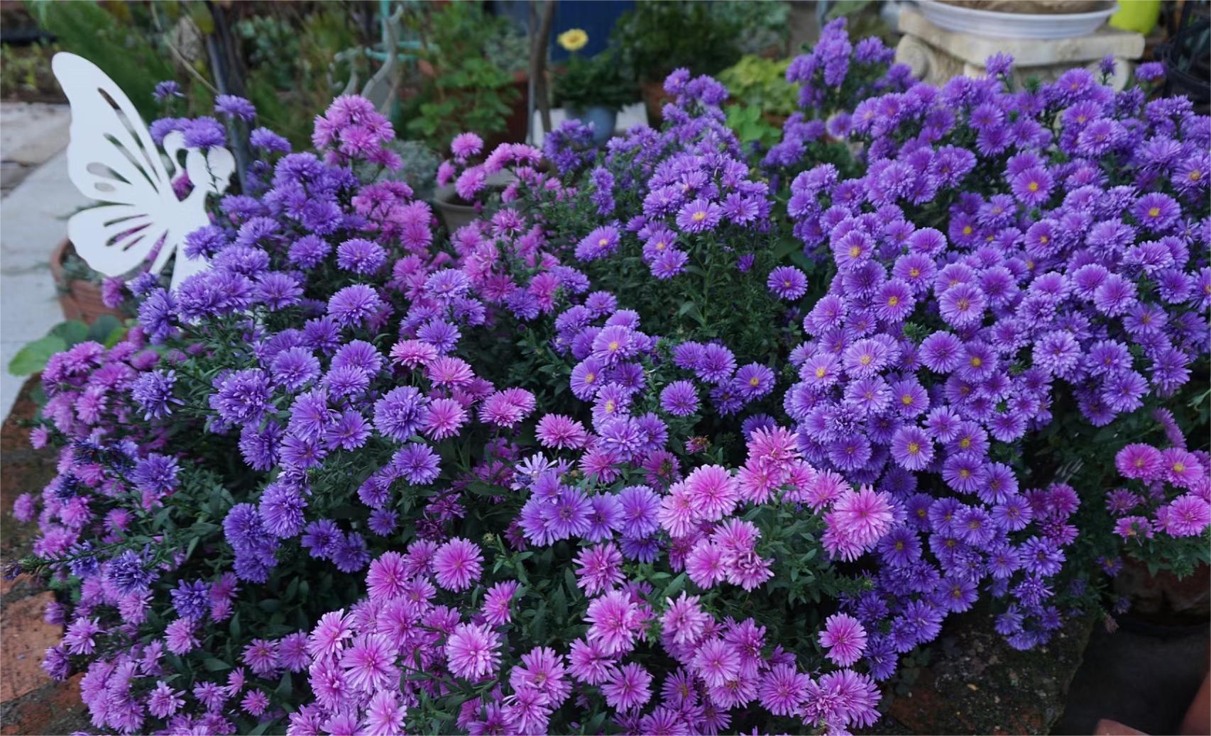Dutch Chrysanthemum：Amethyst Gem