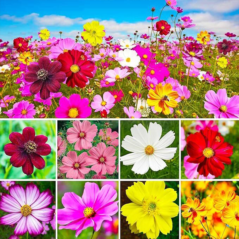 🔥Im Angebot🔥Gemischte Blumensamen, die im Sommer und Herbst einfach anzubauen sind