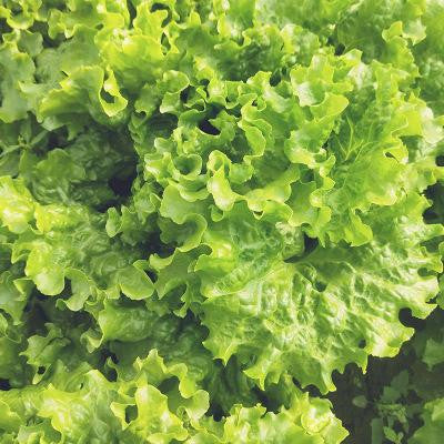 Lettuce Bergam's Green