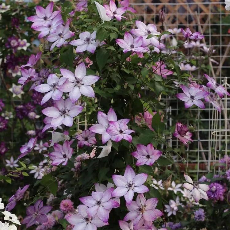 Climbing Clematis Seeds