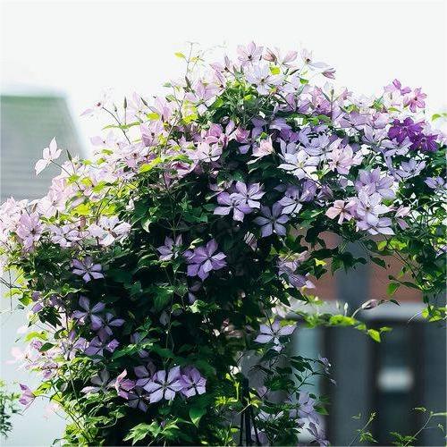 Climbing Clematis Seeds