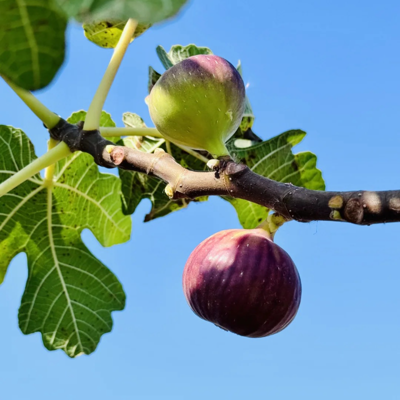 🌿Nostalgic Family-Heirloom Figs – ❤️Organic Seeds for Easy Harvest & Healthier Living!