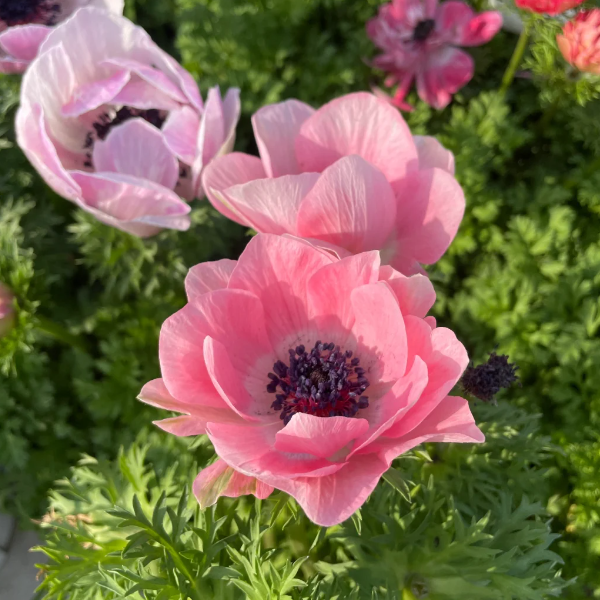 🌸 Double Anemone Seeds — Add Resilient Elegance to Your Garden!