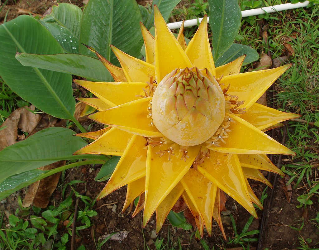 Golden Lotus Banana Seeds - Musella lasiocarpa