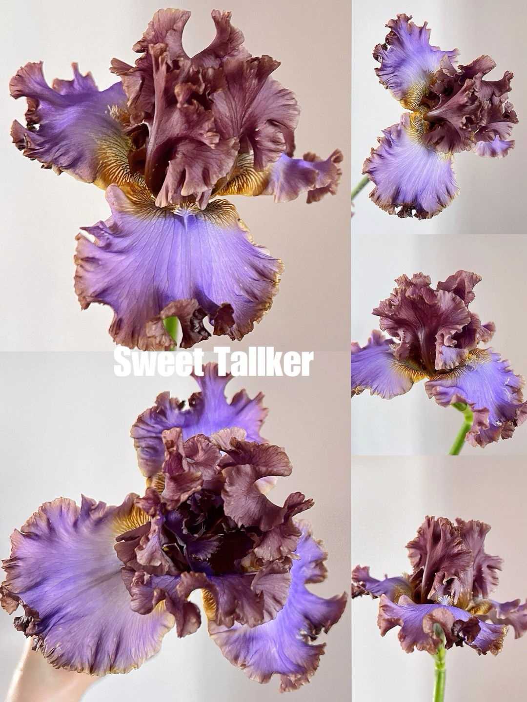 Mehrere Sorten von Iriszwiebeln🌱🌱Mehrjährige Iris