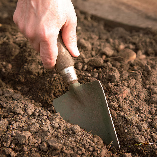 💐Garden Outdoor Giant Allium Giganteum Beautiful Flower Bulbs
