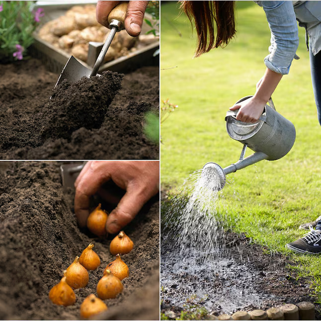 💐Garden Outdoor Giant Allium Giganteum Beautiful Flower Bulbs