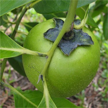 Chocolate Pudding Persimmon Seeds