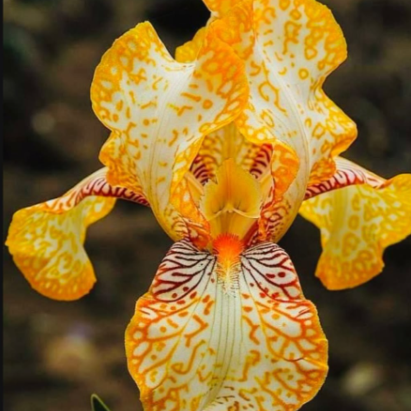 ⚜️Wild Iris Seeds – Nature’s Masterpiece for Your Garden! 🌿