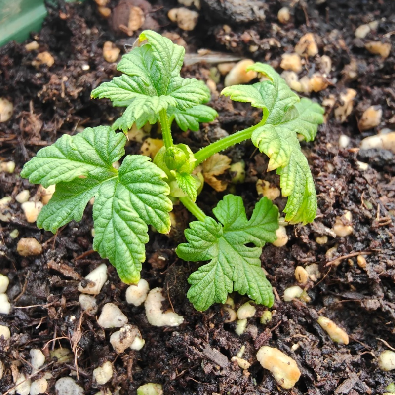 🌿 Grow Your Own Beer Hops! 🍺 Cascade Seeds – Easy, Perennial, Low Work! 👵👴🌼 For Garden Vines & Homemade Brews!