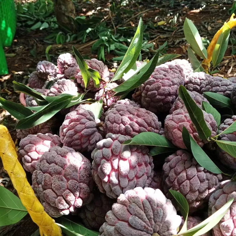 🔥Premium Soursop Seeds🌱 - Healthy Living | High Germination |Trusted for Generations | Nutrient-Rich Fruit🥰