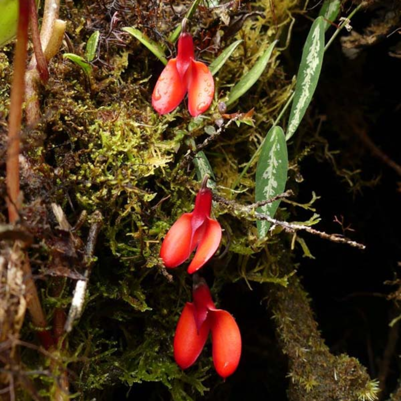 👡🌸 Masdevallia Orchid Seeds: Whimsical Beauty for Every Home 🌿
