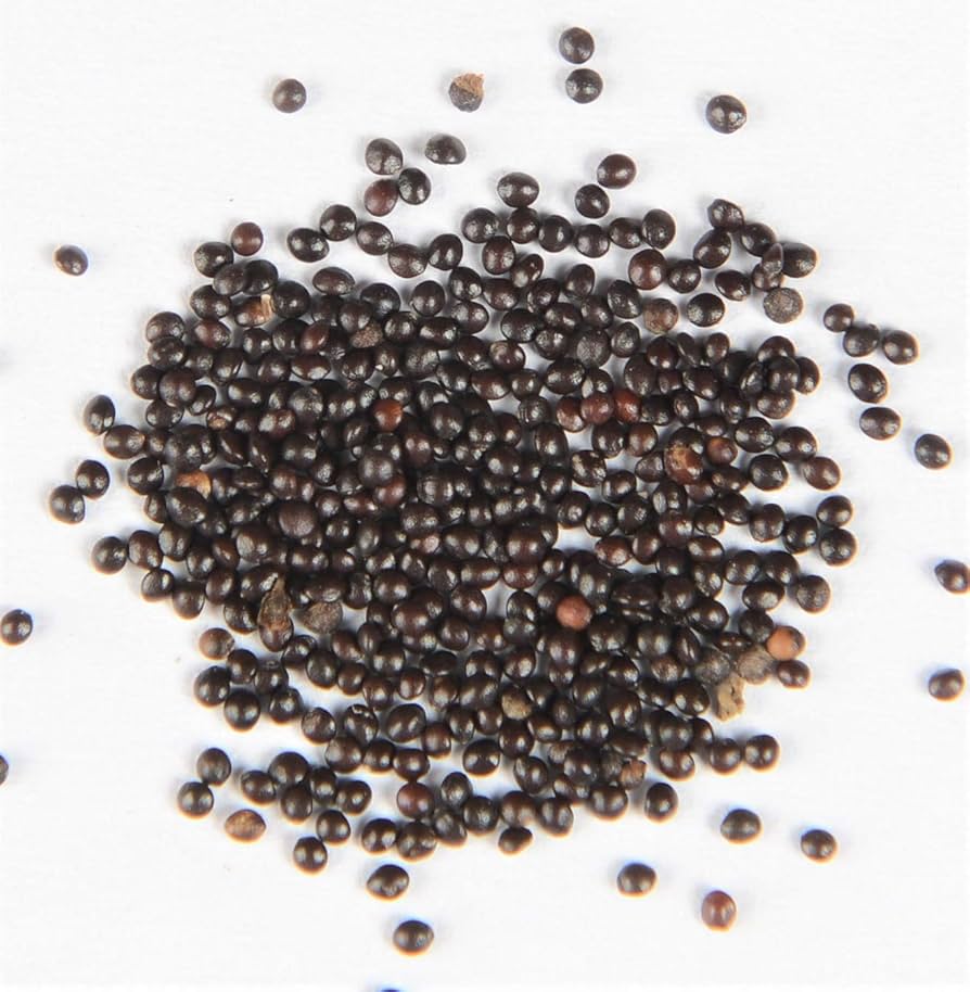 🎁Special Offer🍃 Rare Coleus Flower Seeds🌿