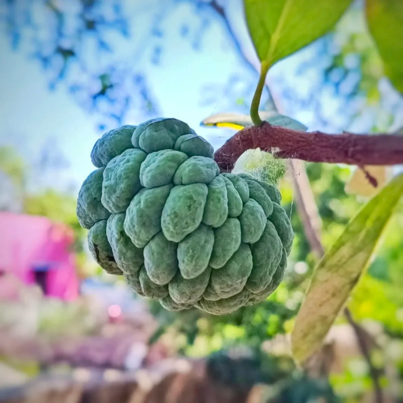 🔥Premium Soursop Seeds🌱 - Healthy Living | High Germination |Trusted for Generations | Nutrient-Rich Fruit🥰
