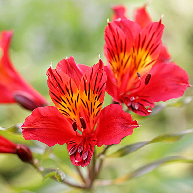🌸 Alstroemeria Aurea Flower Seeds - 😍Easy to Grow 🌟 Perennial ❤️Deer-Resistant 