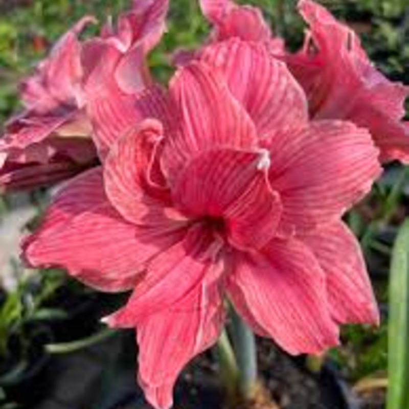 🌸 Timeless Beauty in Every Bloom – Hippeastrum Seeds: Easy to Grow, Perfect for Generations!