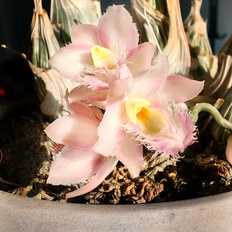 🌸 Fairy Orchid Seeds (Dendrobium Species) – Bring Grace & Tranquility into Your Home Garden 🌸