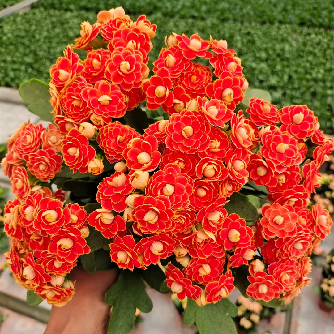 Golden Fox Longevity Flower Seeds