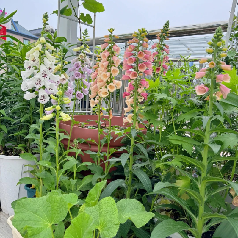 Relax & Garden 🌞 – Foxglove Seeds for Calm, Graceful Outdoor Spaces 🌷🪴