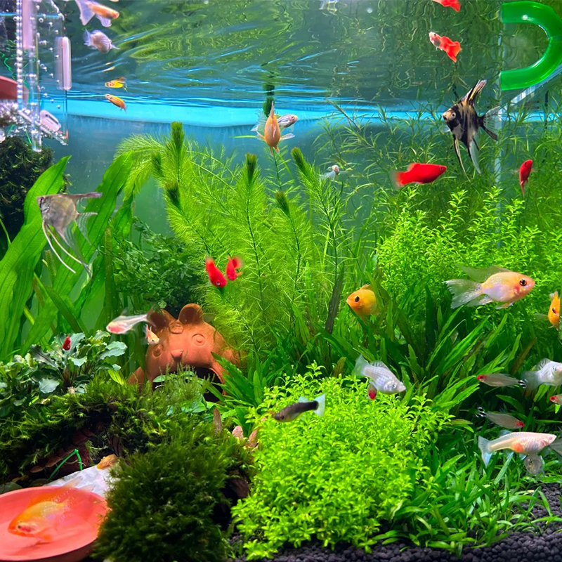 ✨Build your own freshwater world: water grass seeds🌿