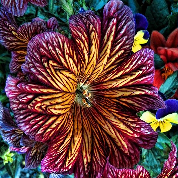 🎉Limited Edition-🌺Chilean Morning Glory🌱Seeds