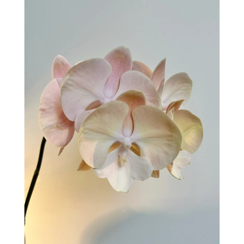 🌸Macaron Phalaenopsis - Pet Friendly And No Toxic