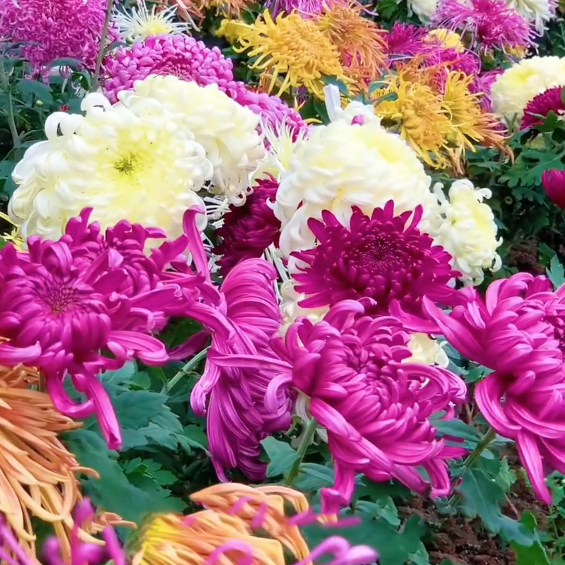 🌱Gold Thread Chrysanthemum Seeds - easy to grow, eye health, diverse hues