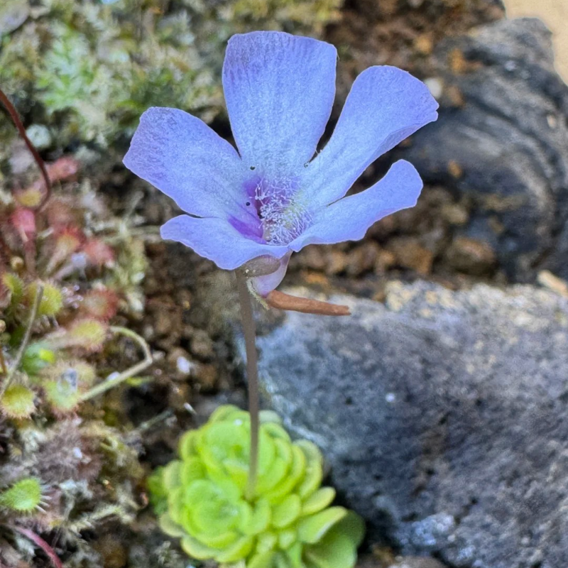 🌸 Butterwort Seeds – Nature’s Gentle Little Helper 🪴✨