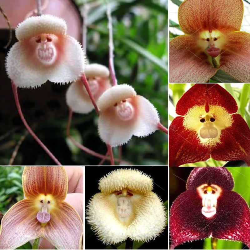 Whimsical Monkey - Faced Orchid Seeds 🌱: Easy Grow for Seniors, Add Exotic Charm to Your Garden 😉🌸