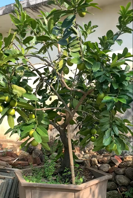 Chocolate Pudding Persimmon Seeds