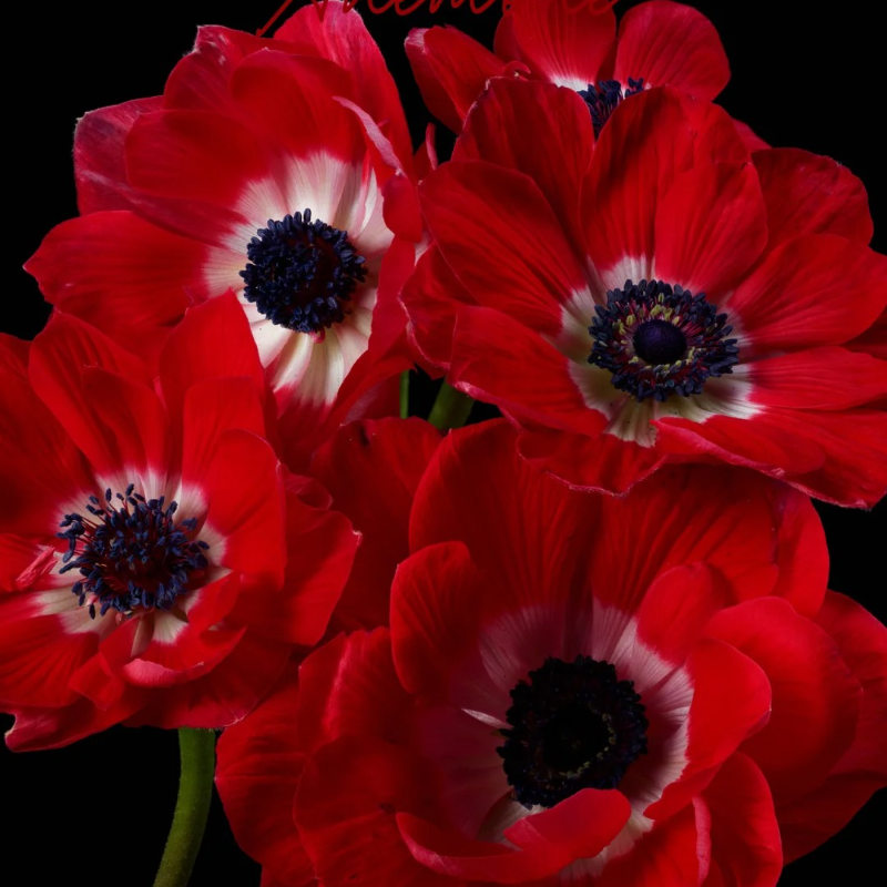 🌼Anemone Seeds🌱- Low-Maintenance, Pollinator-Friendly, Cottage Garden Favorite