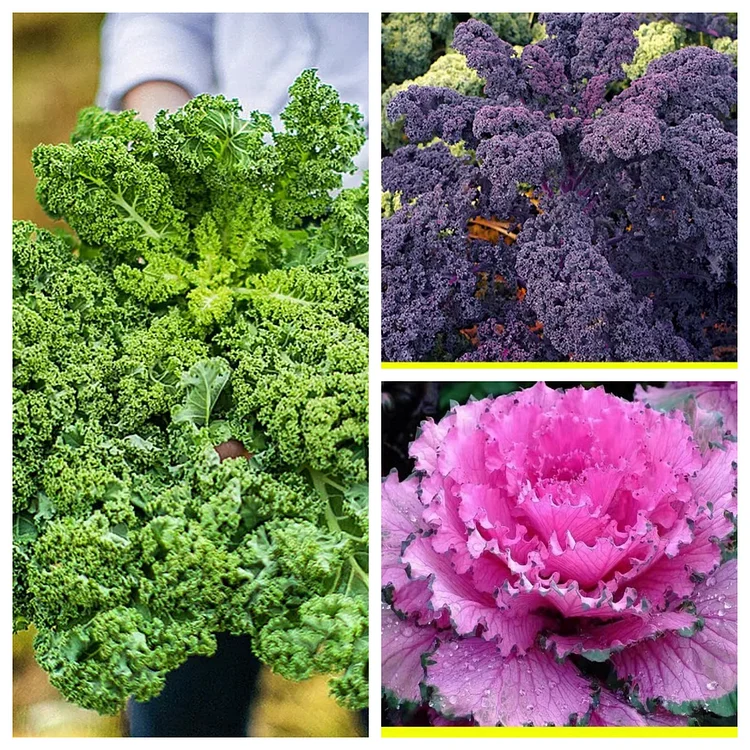 Ornamental Kale Cut Flower Collection Seed