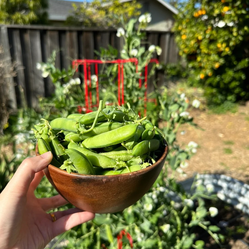 🫛Pea seed-Sweet, healthy, and easy to grow