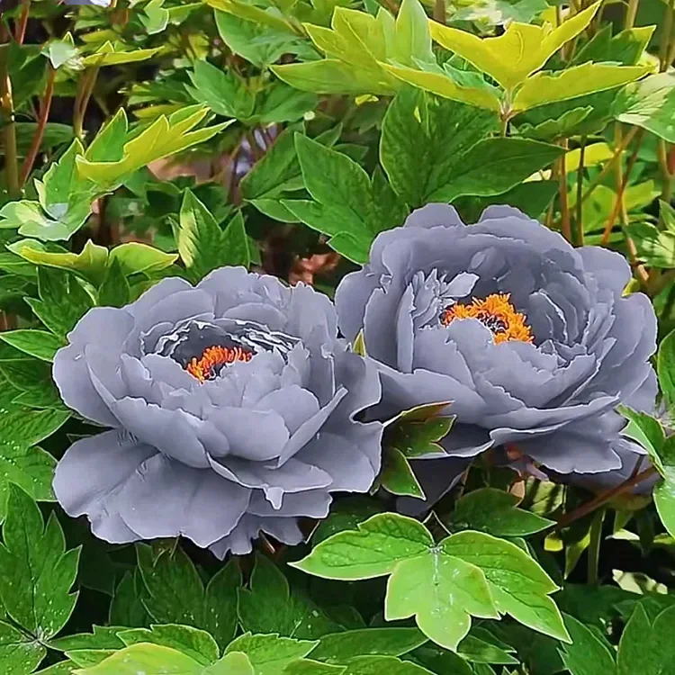 Black Beauty Peony Flower Seeds-Embrace the Dark Elegance