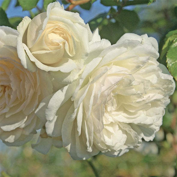 【 Repeat Blooming】🌹Climbing Rose Seeds - Luck Rises
