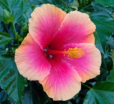 🎈🎉Perfect Dessert Hibiscus👏30%Discount！！