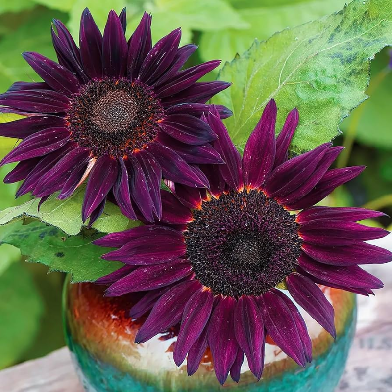 Purple Sunflower Seeds for Planting, Heirloom and Non-GMO Seeds