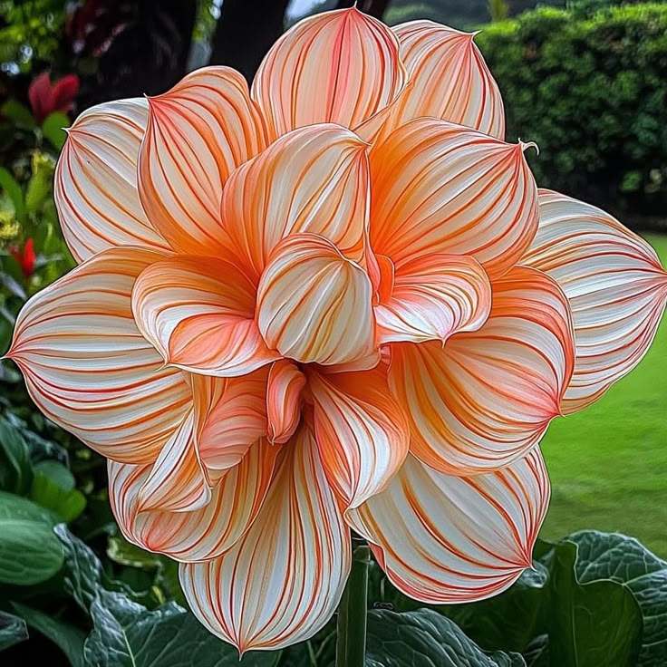 🎨 Sunset Hibiscus – A Vortex of Color and Beauty